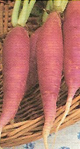 LARGO DE MALLORCA Radish