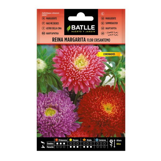 Queen Marg Seeds Chrysantenbloem