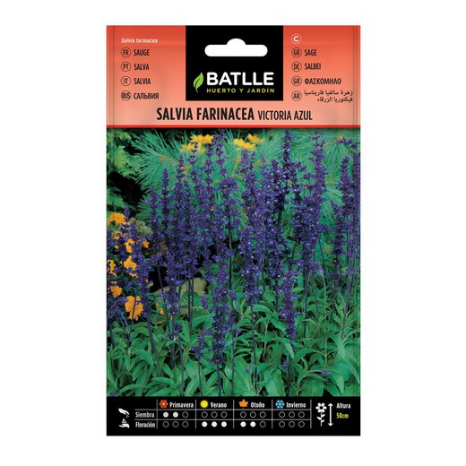 Mehligen Samen Salvia Victoria Blue auf