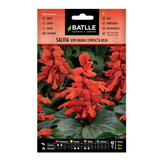 Salvia Samen Semi Dwarf Red auf Compac