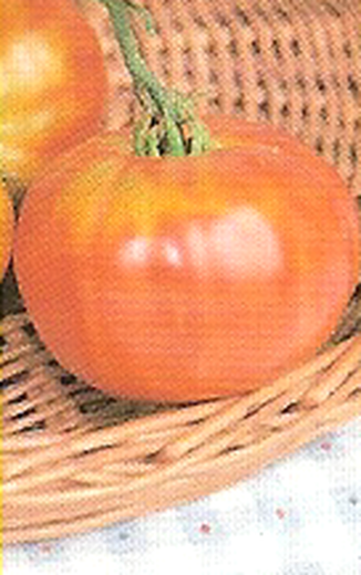 Muchamiel Tomato (10 sachets of 5g.)