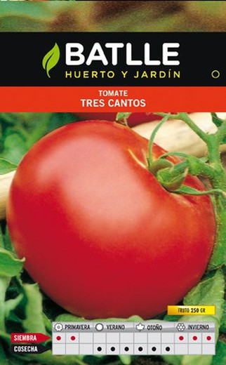 Tomato Seeds 100 grams Tres Cantos