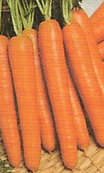 Nantesa Carrot Seeds 2 Urgelba Selection 100 gram