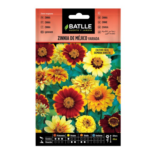 Zinnia variés MEXIQUE