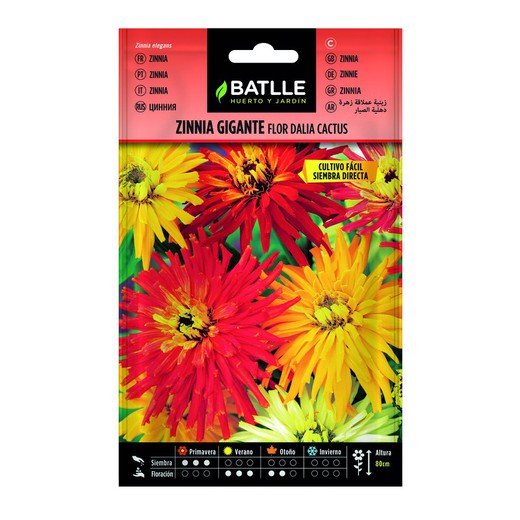 Blumensamen Zinnia Riesen-Kaktus-Dahlie auf