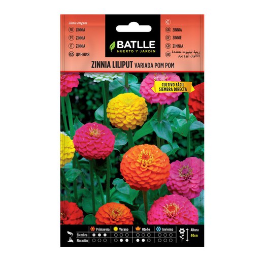 Zinnia Lilliput variés (Pom Pom)