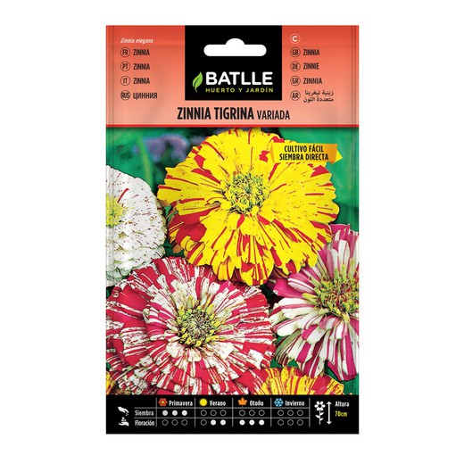 Zinnia variés Tigrinya