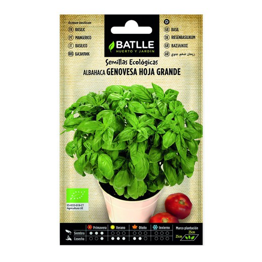 Organisch Basil Seeds Genovese Big Leaf