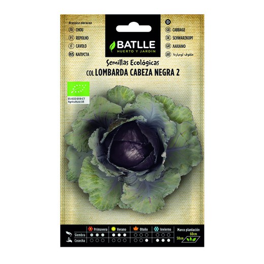 Bio-Saatgut von Black Head Rotkohl 2