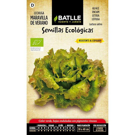 Semillas ecológicas de Lechuga Maravilla de Verano