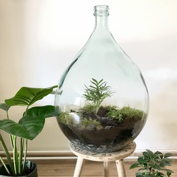 Terrarium voor planten Fles 5L