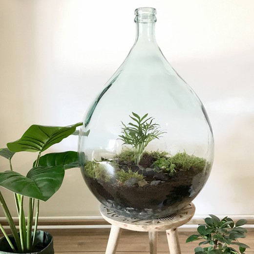 Pflanzen-Terrarium Glasflasche 5 Liter