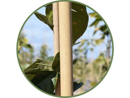 estacas de bambu naturais