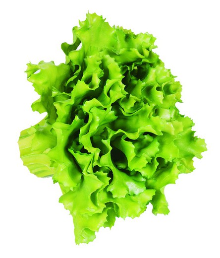 Artificial Vegetable Catral Oak Lettuce