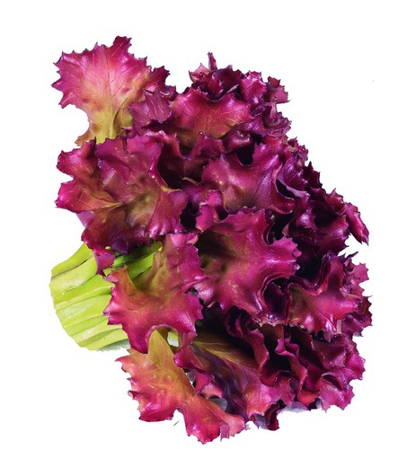 Alface de Carvalho Roxo Catral Vegetal Artificial