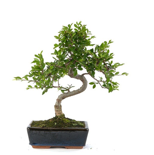 Bonsai Zelkova parvifolia