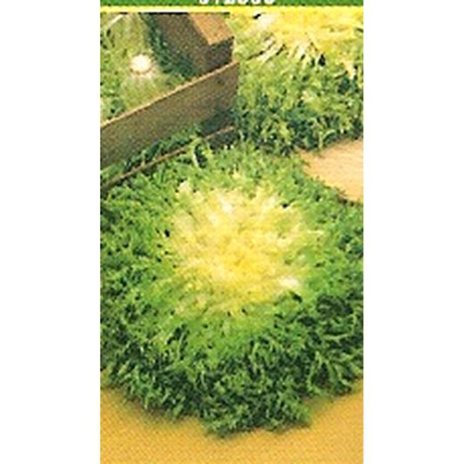 Chicorée Frisée