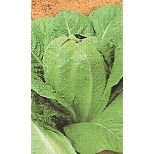Laitue romaine