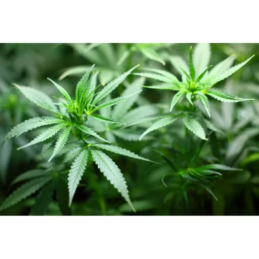 Liquid Fertilizers