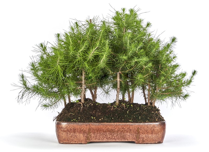 Acquistare Bonsai 10 anni Pinus halepensis - Un pino in miniatura