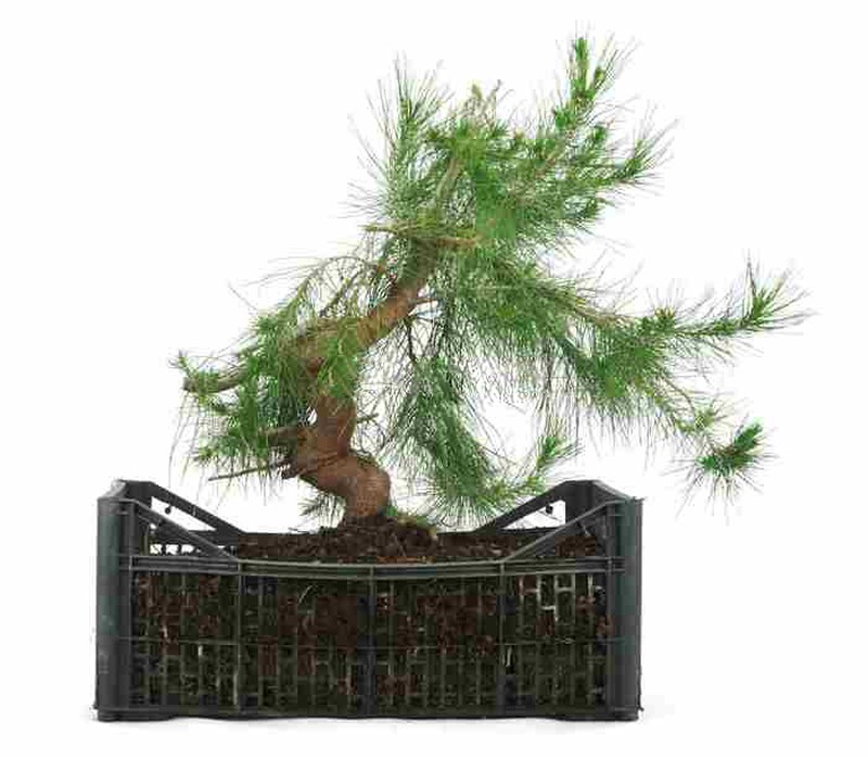 Acquistare Bonsai 10 anni Pinus halepensis - Un pino in miniatura 