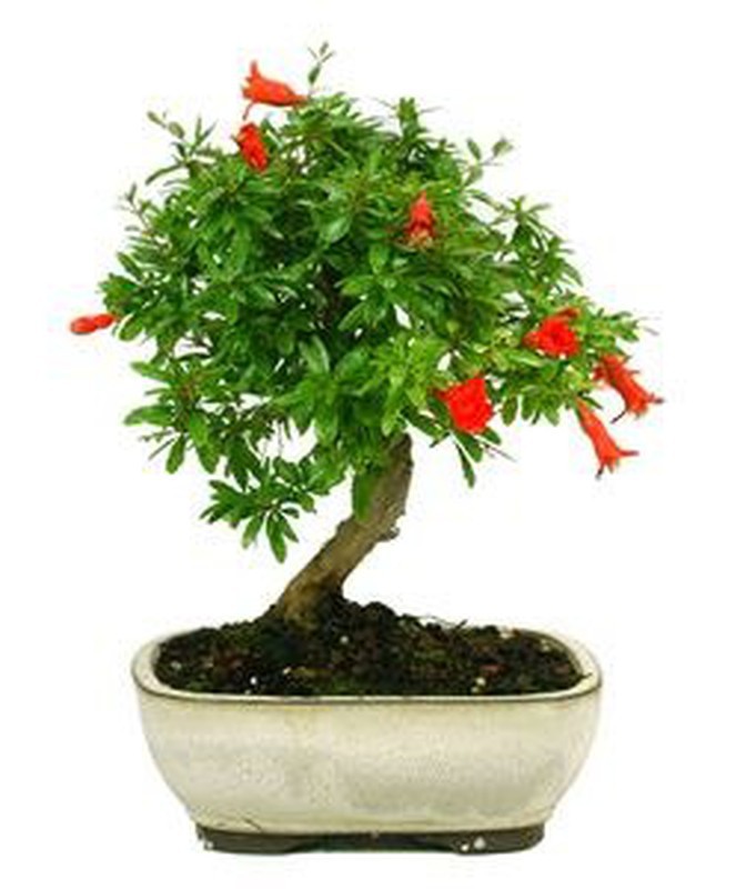 Acquistare Bonsai 18 anni Malus sp 