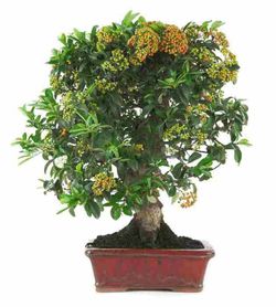 Bonsai und Prebonsai Pyracantha coccinea (Feuerdorn)