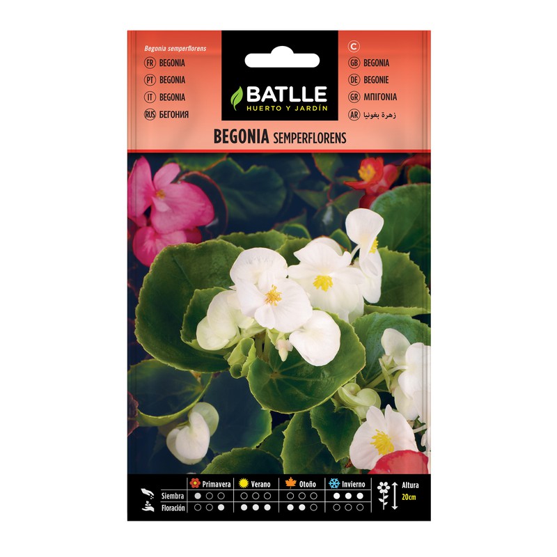 Semperflorens sobre Begonia Sementes — Brycus