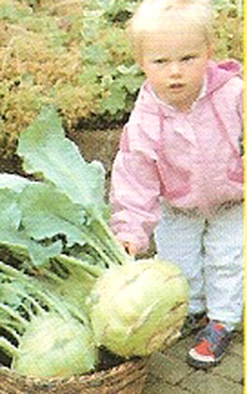 Rutabaga Green Collar Kohlrabi frø 100 gram
