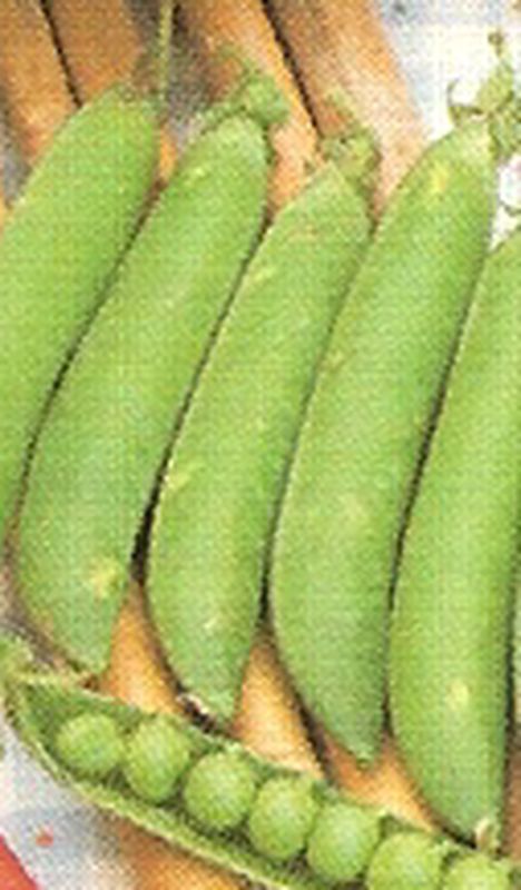 Senator Ærtefrø 250 gram